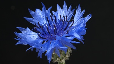 Blaue Blüte | Bild: Picture alliance/dpa