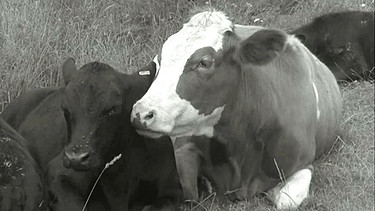 Schon in den 60er Jahren bevorzugten manche Rinderhalter genetisch hornlose Kühe bei der Zucht – so auch in Schmölz im Landkreis Kronach. Die Vorteile schon damals: eine friedlichere Herde, weniger Verletzungsgefahr und die Tiere setzen mehr Fleisch an. | Bild: Bayerischer Rundfunk 2024
