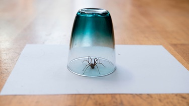 Unter einem Glas, das auf einem Blatt Papier steht, ist eine Hauswinkelspinne gefangen und kann in der Natur freigelassen werden. | Bild: mauritius images / Leoniek Van der Vliet / Alamy / Alamy Stock Photos