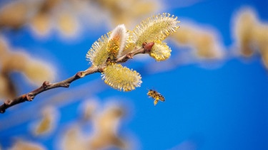 Blühende Palmkätzchen mit Biene | Bild: mauritius images / Klaus Siepmann